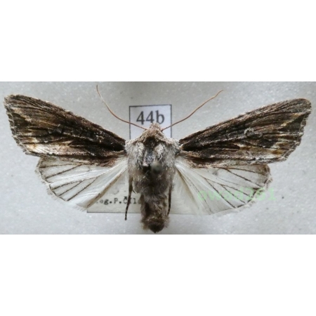 Egira conspicillaris (Linnaeus, 1758) Czech44b